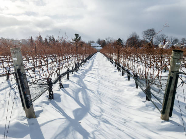 Vineyard in the winter waits patiently for springtime in St. Davids, Ont