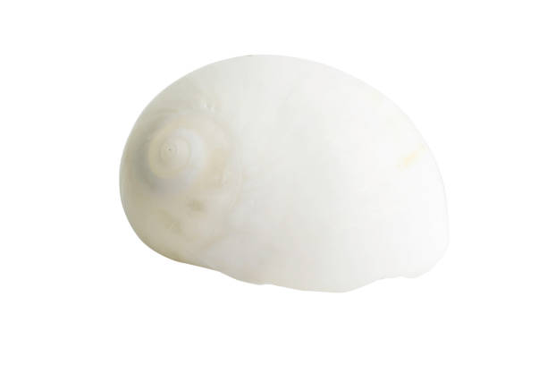 istock Close-up Marine sea shell isolated 903502950