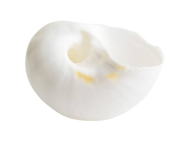 istock Close-up Marine sea shell isolated 903502962