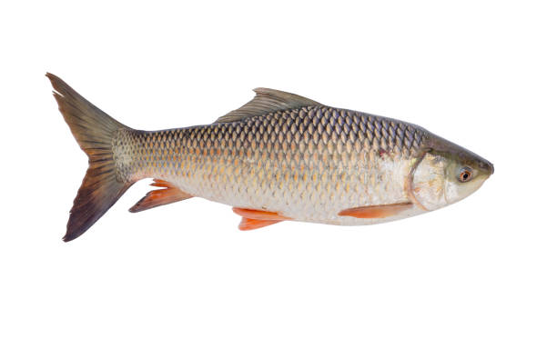 istock freshwater fish isolated on white background, File contains a clipping path 903506436