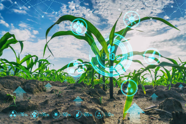 istock Growing young maize seedling in cultivated agricultural farm field with modern technology concepts 903506456