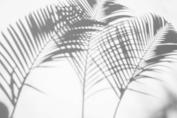 istock abstract of shadows palm leaves on a white background. 903506470