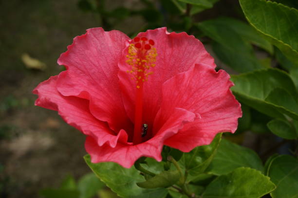 istock Closeup of Chinese Rose or Rosa mallow 903506574