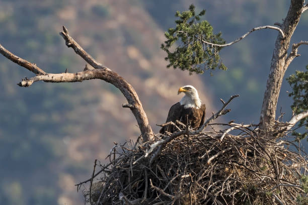 istock Eagle at Los Angeles foothills nest 903509596