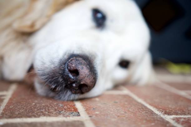 istock Old Golden Retriever lying on floor looking directly at the camera 903509890