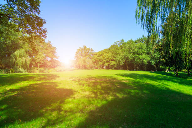 istock Green green forest in the park 903509944