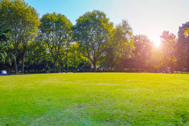 istock Green green forest in the park 903510096
