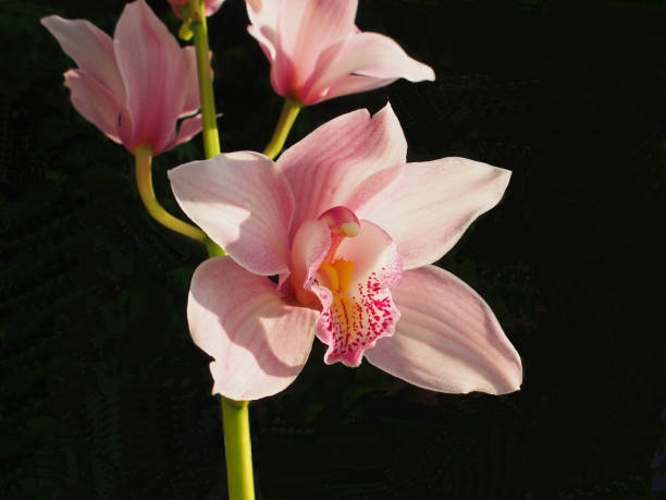 Orchid on black stock photo