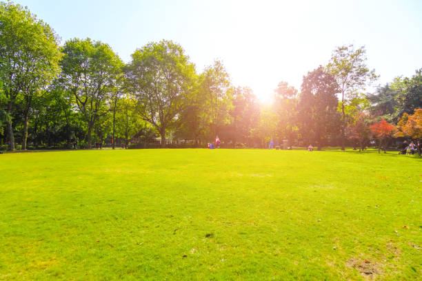 istock Green green forest in the park 903510162