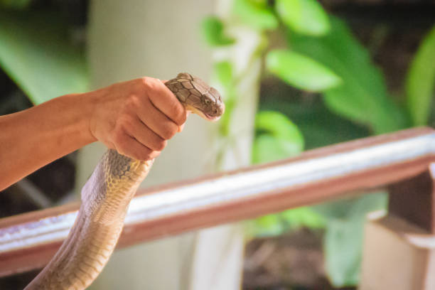 istock A man using the unique ability to catch a king cobra snake with bare hand. The king cobra (Ophiophagus hannah), also known as hamadryad, is the largest venomous snake species in the world. 903510164