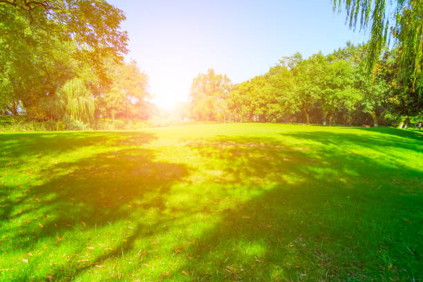 istock Green green forest in the park 903510360