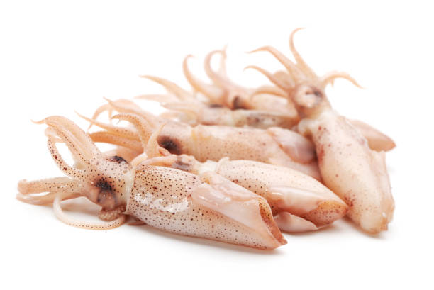 Closeup fresh baby squid on white background Closeup fresh baby squid on white background calamari stock pictures, royalty-free photos & images