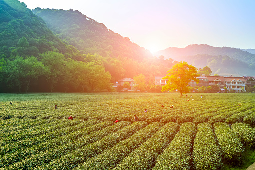 Tea garden in Hangzhou, West Lake, Longjing