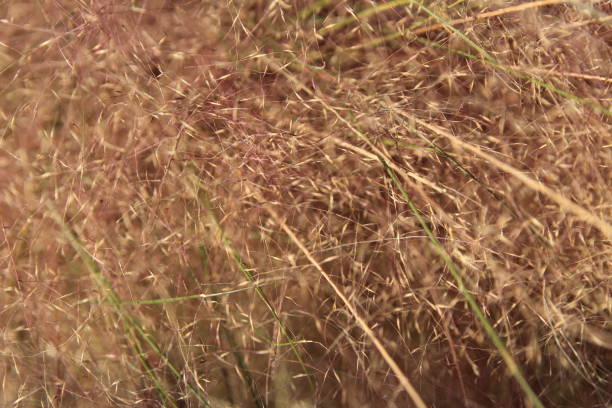 istock Pink Muhly Grass, South Korea 903516586