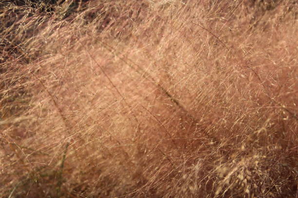 istock Pink Muhly Grass, South Korea 903516626