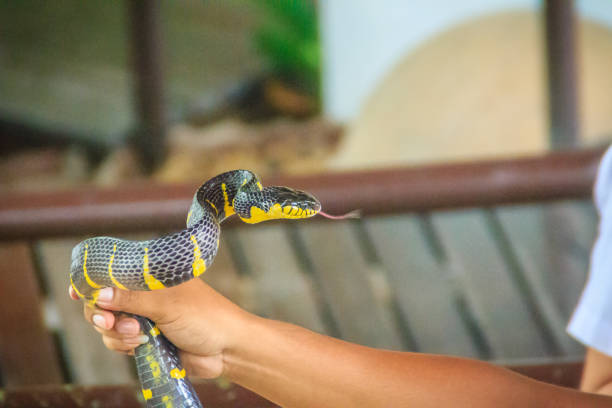 A man is using bare hand to catch the Boiga dendrophila snake, commonly called the mangrove snake or gold-ringed cat snake, is a species of rear-fanged colubrid from southeast Asia. A man is using bare hand to catch the Boiga dendrophila snake, commonly called the mangrove snake or gold-ringed cat snake, is a species of rear-fanged colubrid from southeast Asia. fanged stock pictures, royalty-free photos & images