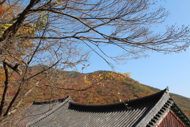 istock Autumn leaves on blue sky 903522686