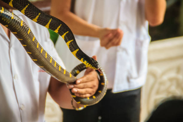 A man is using bare hand to catch the Boiga dendrophila snake, commonly called the mangrove snake or gold-ringed cat snake, is a species of rear-fanged colubrid from southeast Asia. A man is using bare hand to catch the Boiga dendrophila snake, commonly called the mangrove snake or gold-ringed cat snake, is a species of rear-fanged colubrid from southeast Asia. fanged stock pictures, royalty-free photos & images