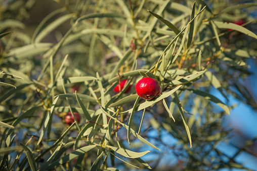 Santalum acuminatum,  desert bush tucker peach quandong.  Australian natine fruit