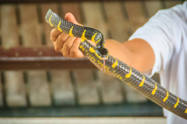 istock A man is using bare hand to catch the Boiga dendrophila snake, commonly called the mangrove snake or gold-ringed cat snake, is a species of rear-fanged colubrid from southeast Asia. 903523170