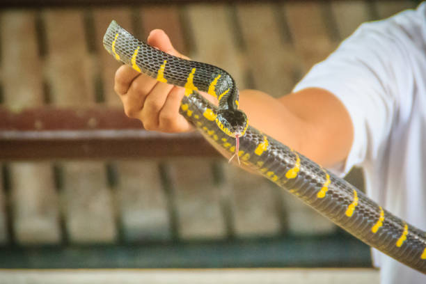 A man is using bare hand to catch the Boiga dendrophila snake, commonly called the mangrove snake or gold-ringed cat snake, is a species of rear-fanged colubrid from southeast Asia. A man is using bare hand to catch the Boiga dendrophila snake, commonly called the mangrove snake or gold-ringed cat snake, is a species of rear-fanged colubrid from southeast Asia. fanged stock pictures, royalty-free photos & images