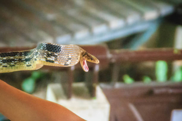 istock Unidentified trainer is using bare hand to fighting with the very defensive radiated ratsnake, also known as copperhead rat snake, or copper-headed trinket snake (Coelognathus radiata) 903523736