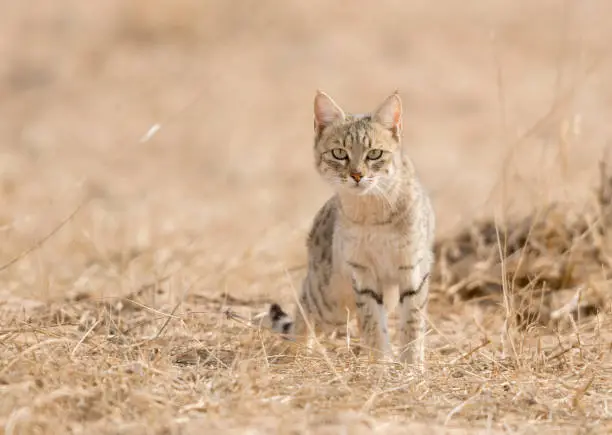 Photo of Desert Cat in evening Light