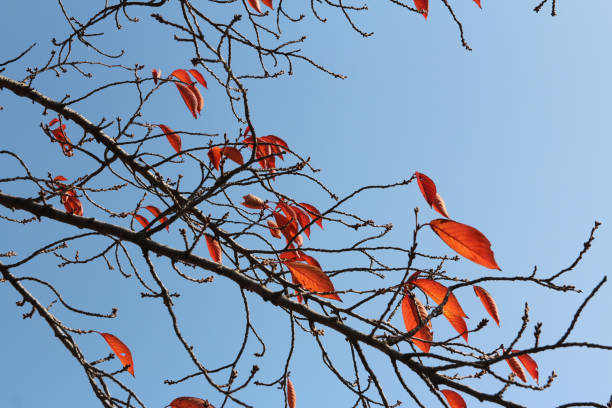 istock Autumn leaves on blue sky 903526638