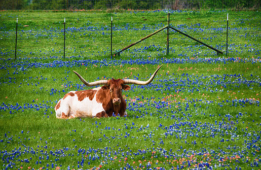 Texas longhorn cattle in bluebonnet wildflower pasture in the spring