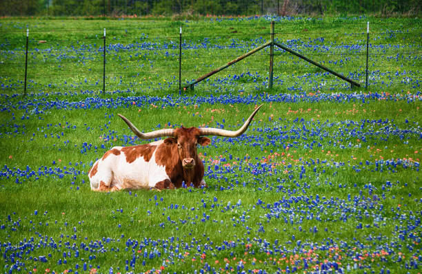 Texas longhorn in bluebonnet pasture Texas longhorn cattle in bluebonnet wildflower pasture in the spring texas bluebonnet stock pictures, royalty-free photos & images