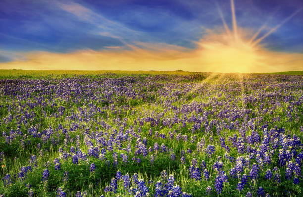 Texas Bluebonnet field at sunset Texas Bluebonnet field blooming in the spring at sunset texas bluebonnet stock pictures, royalty-free photos & images