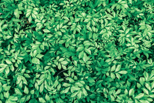 зеленые листья фоны - beauty in nature blue bush color image стоковые фото и изображения