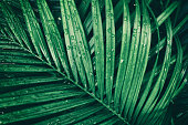 rain drop on tropical palm leaf, dark green nature background