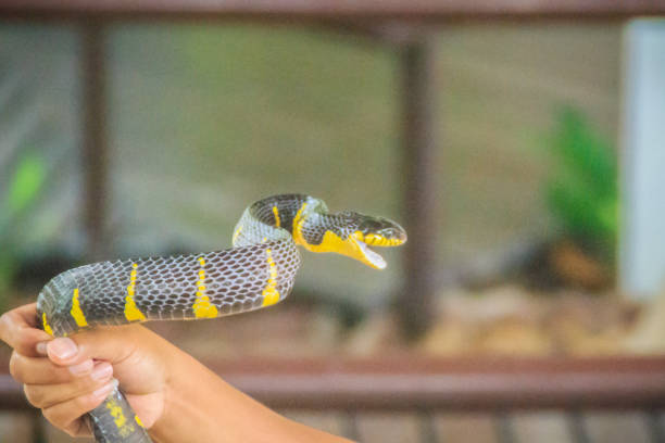 A man is using bare hand to catch the Boiga dendrophila snake, commonly called the mangrove snake or gold-ringed cat snake, is a species of rear-fanged colubrid from southeast Asia. A man is using bare hand to catch the Boiga dendrophila snake, commonly called the mangrove snake or gold-ringed cat snake, is a species of rear-fanged colubrid from southeast Asia. fanged stock pictures, royalty-free photos & images