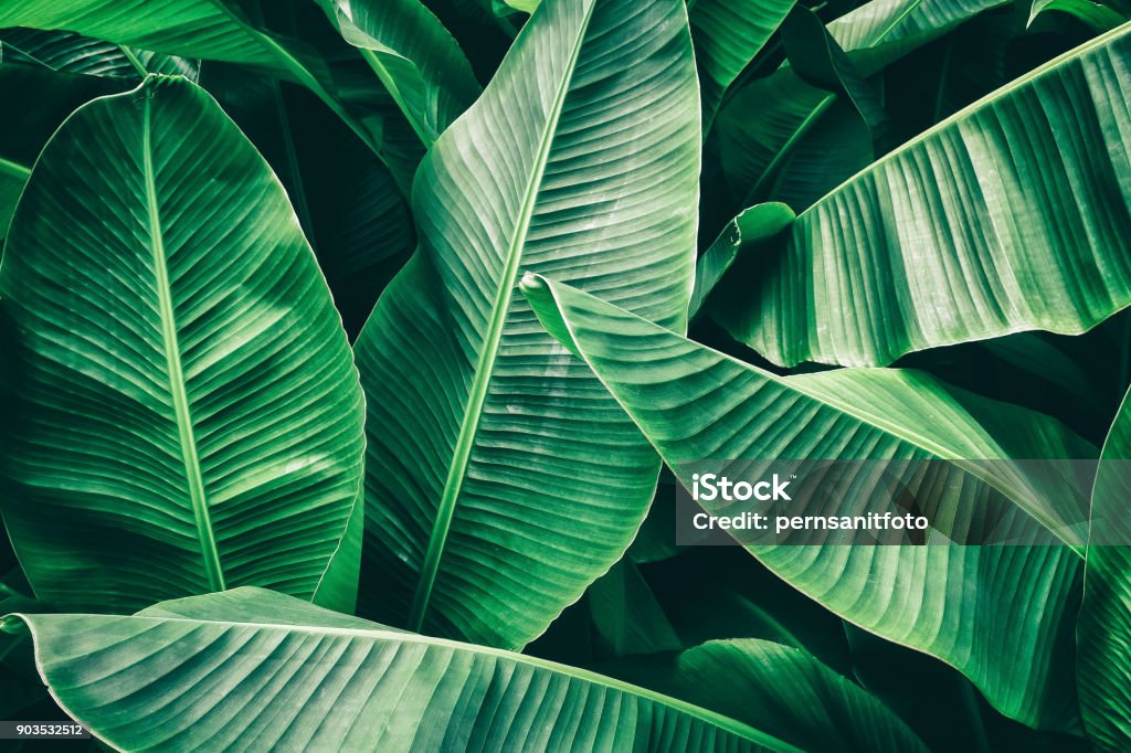 tropical banana palm leaf tropical palm leaves texture background, dark green toned Leaf Stock Photo