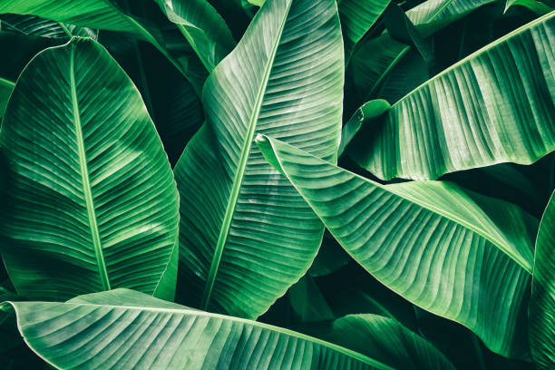 tropical banana palm leaf tropical palm leaves texture background, dark green toned luxuriant photos stock pictures, royalty-free photos & images