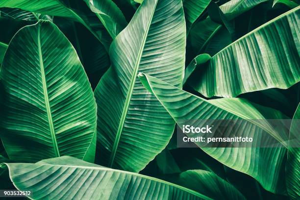 Tropical Banana Palm Leaf Stock Photo - Download Image Now - Leaf, Backgrounds, Banana Leaf