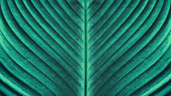 textura de hoja de palmeras tropicales photo