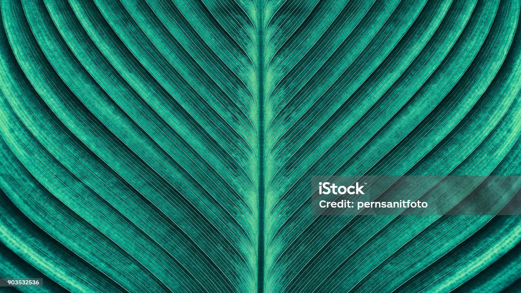 tropical palm leaf texture large palm leaf texture backgrounds, blue toned Nature Stock Photo