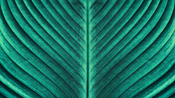 tropical palm leaf texture large palm leaf texture backgrounds, blue toned leaf vein photos stock pictures, royalty-free photos & images