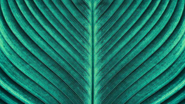 tropical palm leaf texture large palm leaf texture backgrounds, blue toned close up stock pictures, royalty-free photos & images