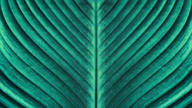 large palm leaf texture backgrounds, blue toned