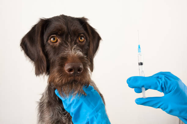istock hands of vet preparing syringe for injection for dog 903532698