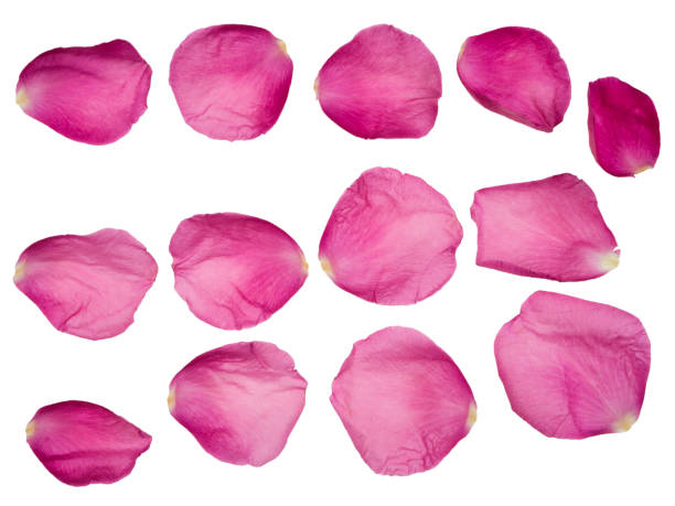 istock Rose patals isolated on white background with clipping path 903533010