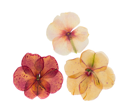 Pressed and dried delicate flower catharanthus, isolated on white background. For use in scrapbooking, floristry or herbarium.