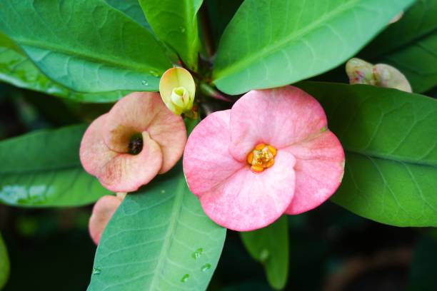 istock pink Euphorbia milii flower 903533622