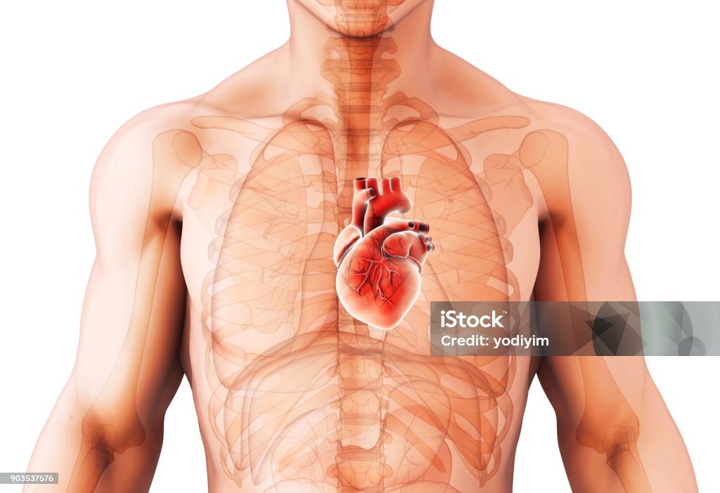 3D illustration of Heart, medical concept. 3D illustration of Heart - Part of Human Organic. Heart - Internal Organ Stock Photo