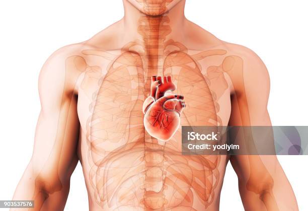 3d Illustration Of Heart Medical Concept Stock Photo - Download Image Now - Heart - Internal Organ, The Human Body, Blood Flow