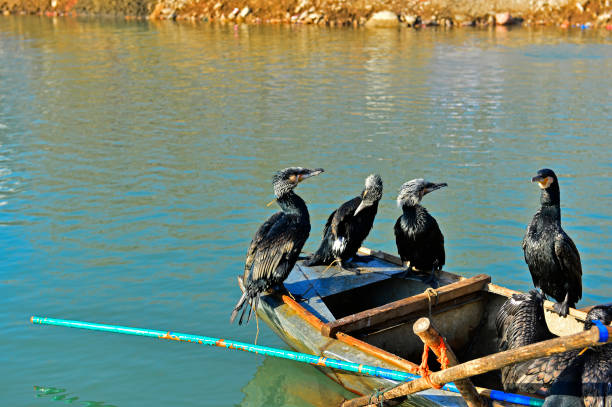 Cormorants in water
