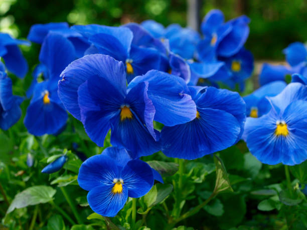 istock Blue pansy flowers on ground with green 903540330